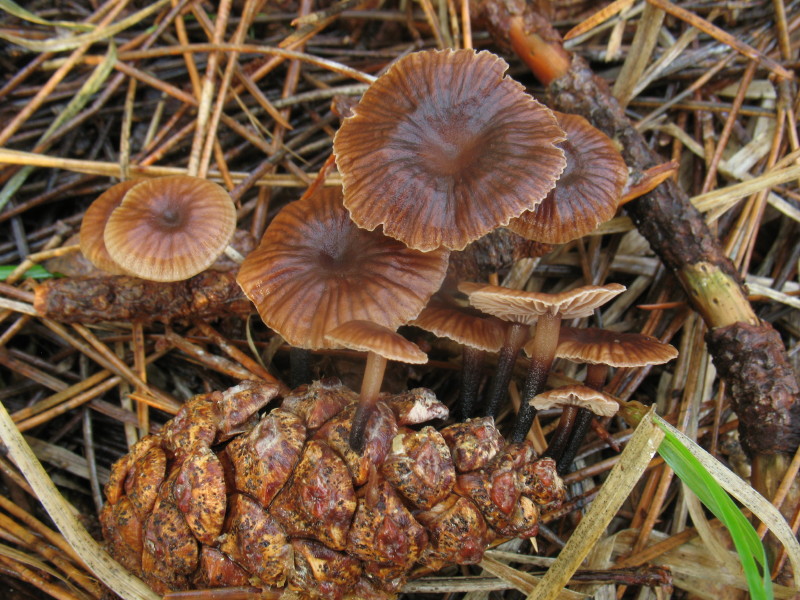 Marasmiellus